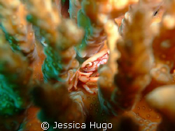 a porcelain crab in a hard coral by Jessica Hugo 
